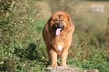 DOGUE DU TIBET 594